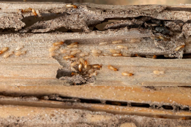 Best Best Pest Control Companies  in Reidsville, GA