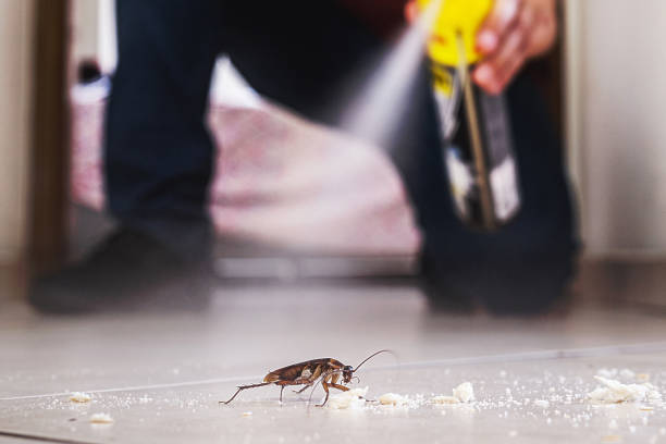 Best Wasp Removal Services  in Reidsville, GA